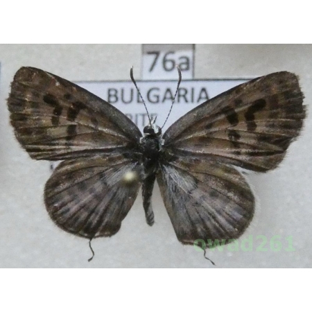 Tarucus balkanica (Freyer, 1844) Bulgaria76a